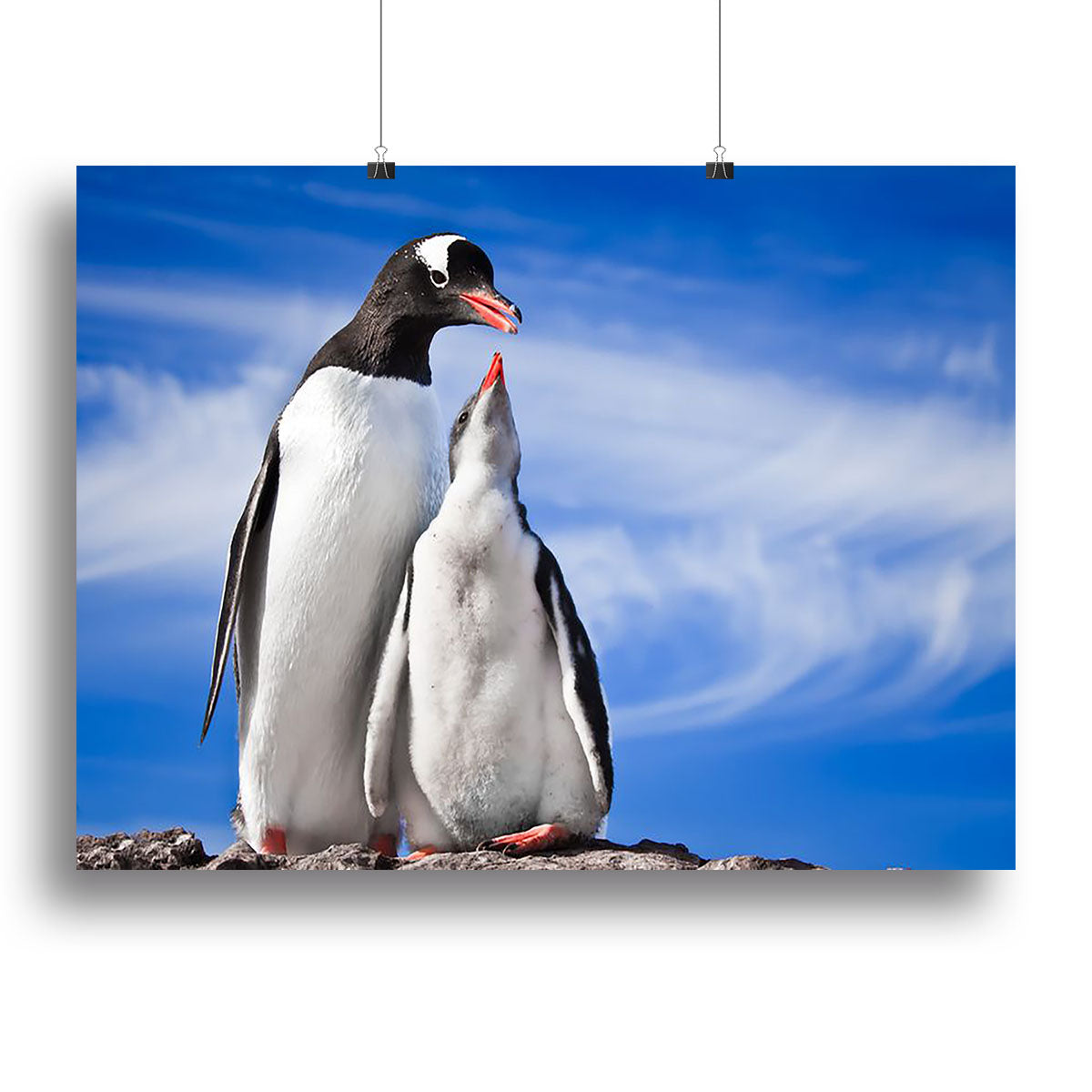 A beautiful canvas print featuring two penguins resting peacefully, showcasing their charming and serene nature.