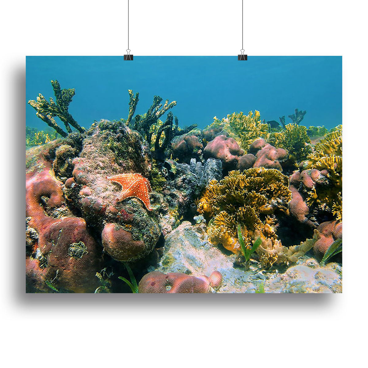 A vibrant underwater reef scene featuring colorful corals and sponges in the Caribbean Sea, perfect for home decor.