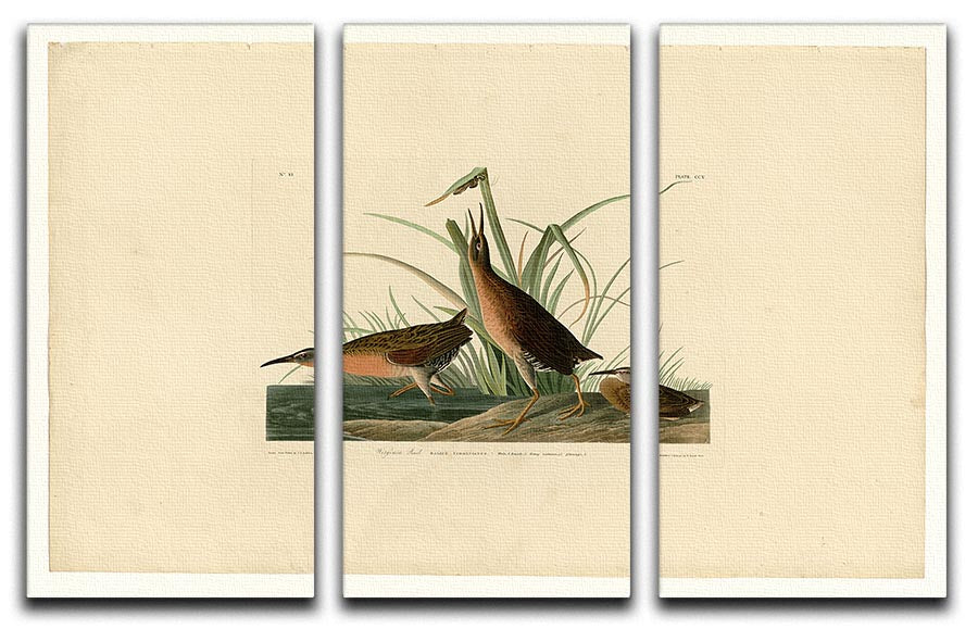 Virginia Rail by Audubon 3 Split Panel Canvas Print showcasing vibrant colors and intricate details, perfect for home decor.