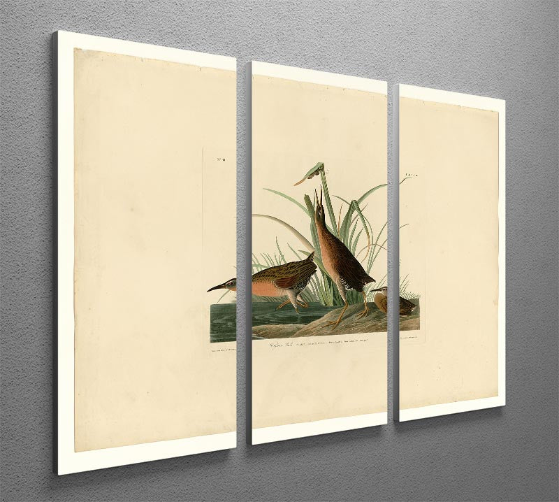 Virginia Rail by Audubon 3 Split Panel Canvas Print showcasing vibrant colors and intricate details, perfect for home decor.