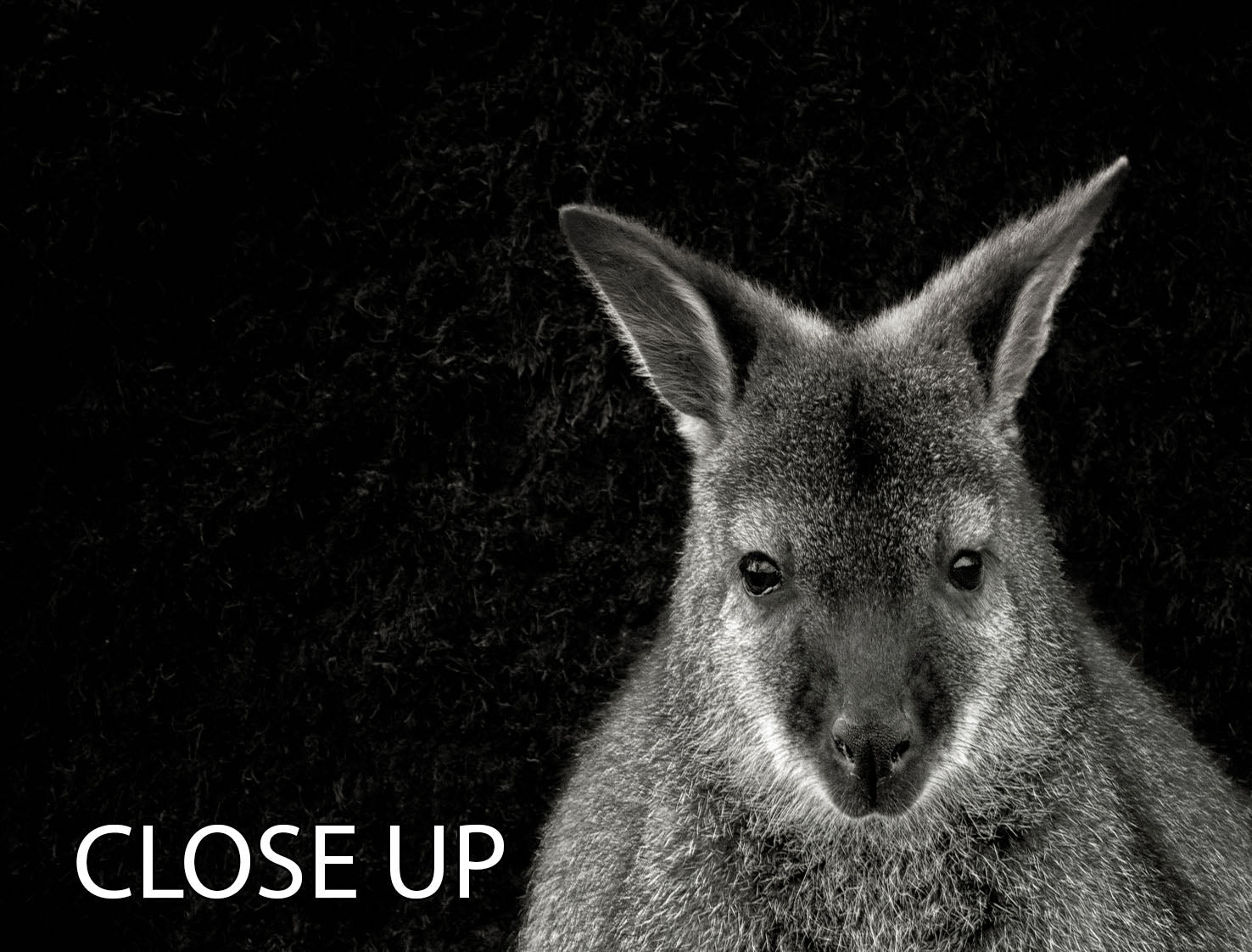 A stunning 3-panel canvas print featuring vibrant colors and captivating designs, perfect for enhancing any living space.