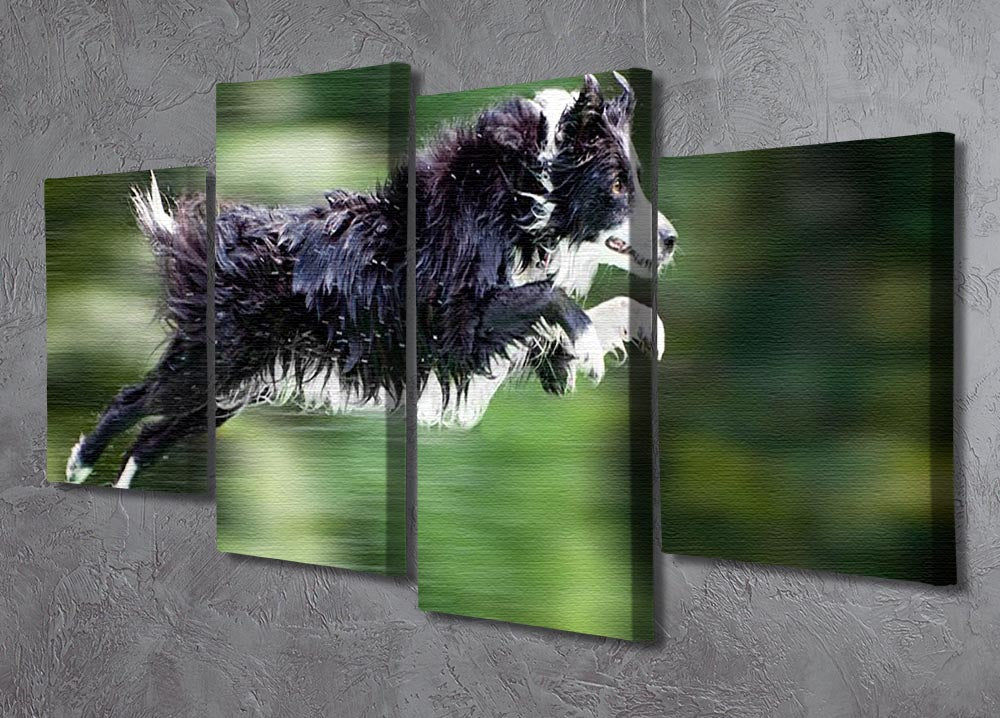 A vibrant 4-split canvas artwork featuring a wet border collie dog captured midair, showcasing dynamic movement and energy.