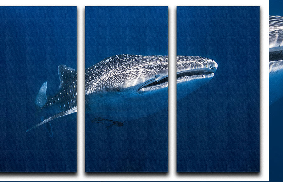 Whale Shark 3 Split Panel Canvas Print showcasing vibrant ocean colors and intricate details across three panels.
