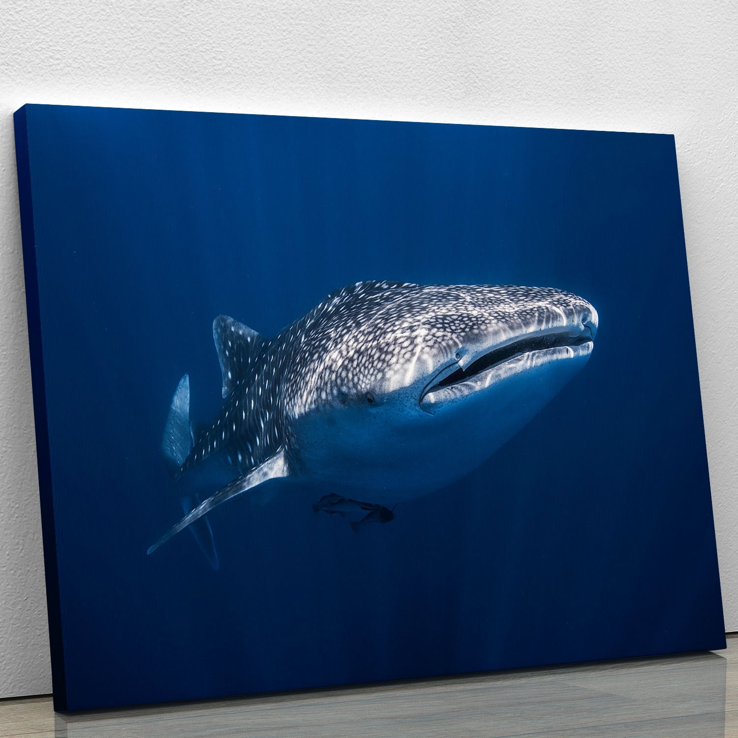 A beautiful whale shark canvas print showcasing the majestic marine creature swimming gracefully in vibrant ocean waters.