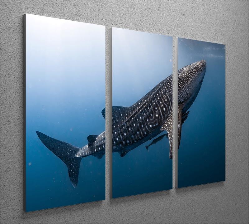 A beautiful 3-panel canvas print featuring a whale shark, showcasing vibrant colors and intricate details, perfect for home decor.