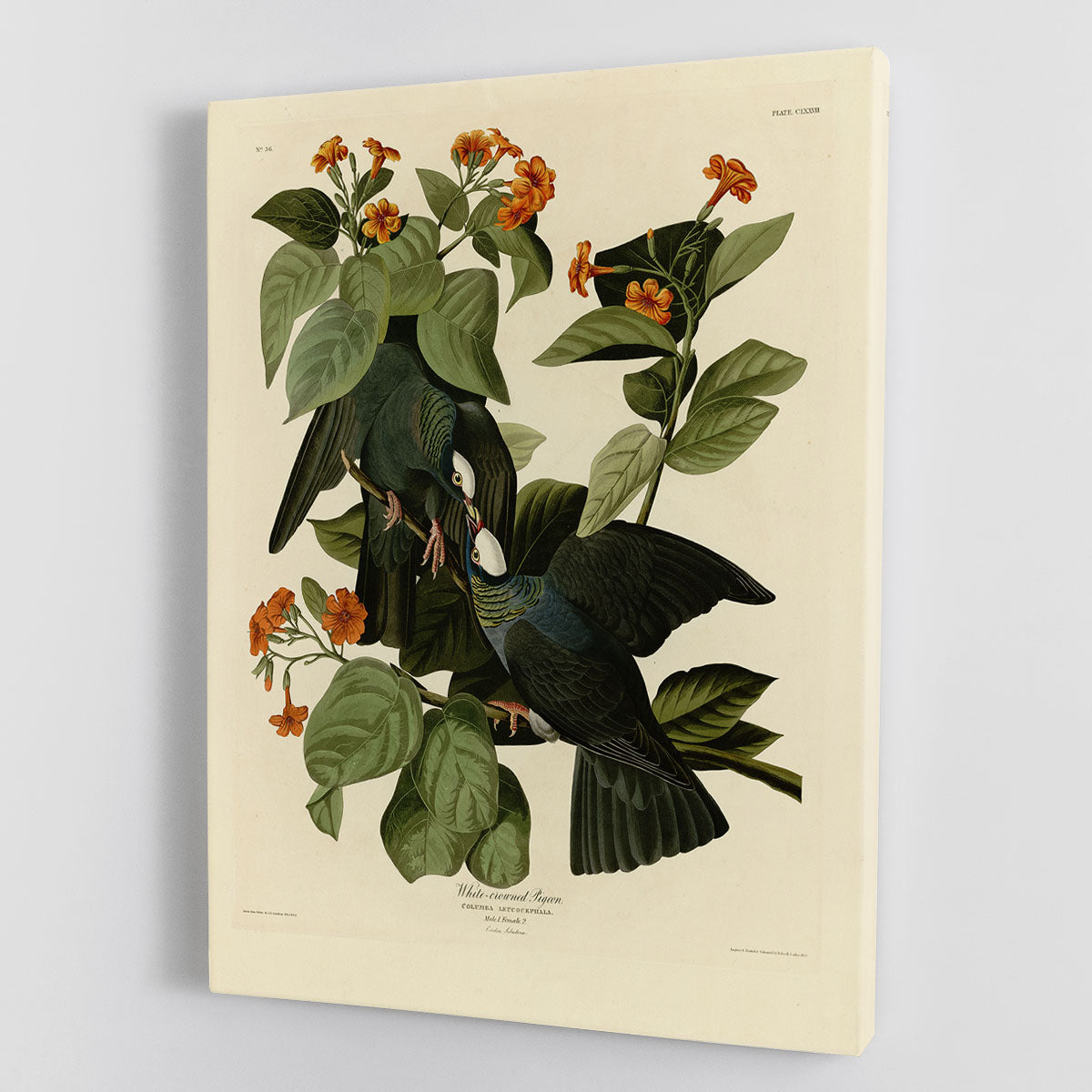 A beautiful canvas print of a White Crowned Pigeon showcasing its elegant features and vibrant colors.