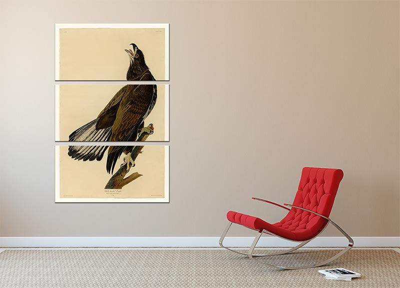 A stunning 3-panel canvas print featuring a White Headed Eagle in a natural setting, showcasing vibrant colors and intricate details.