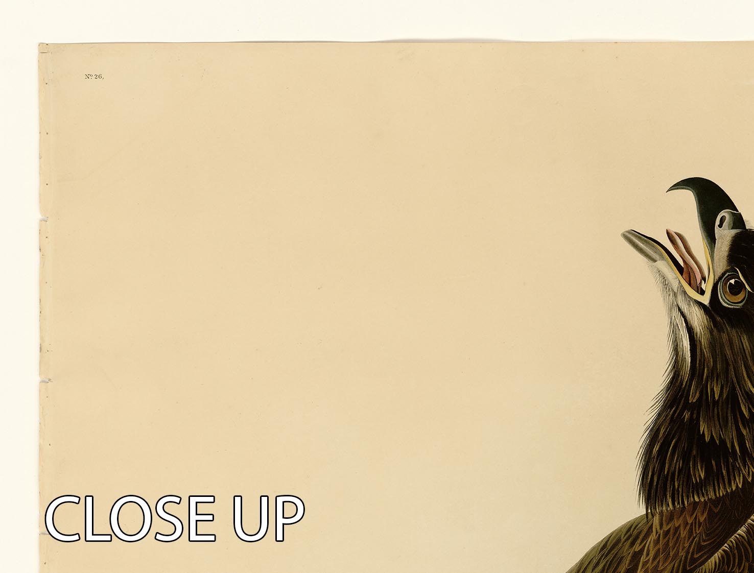 A stunning 3-panel canvas print featuring a White Headed Eagle in a natural setting, showcasing vibrant colors and intricate details.