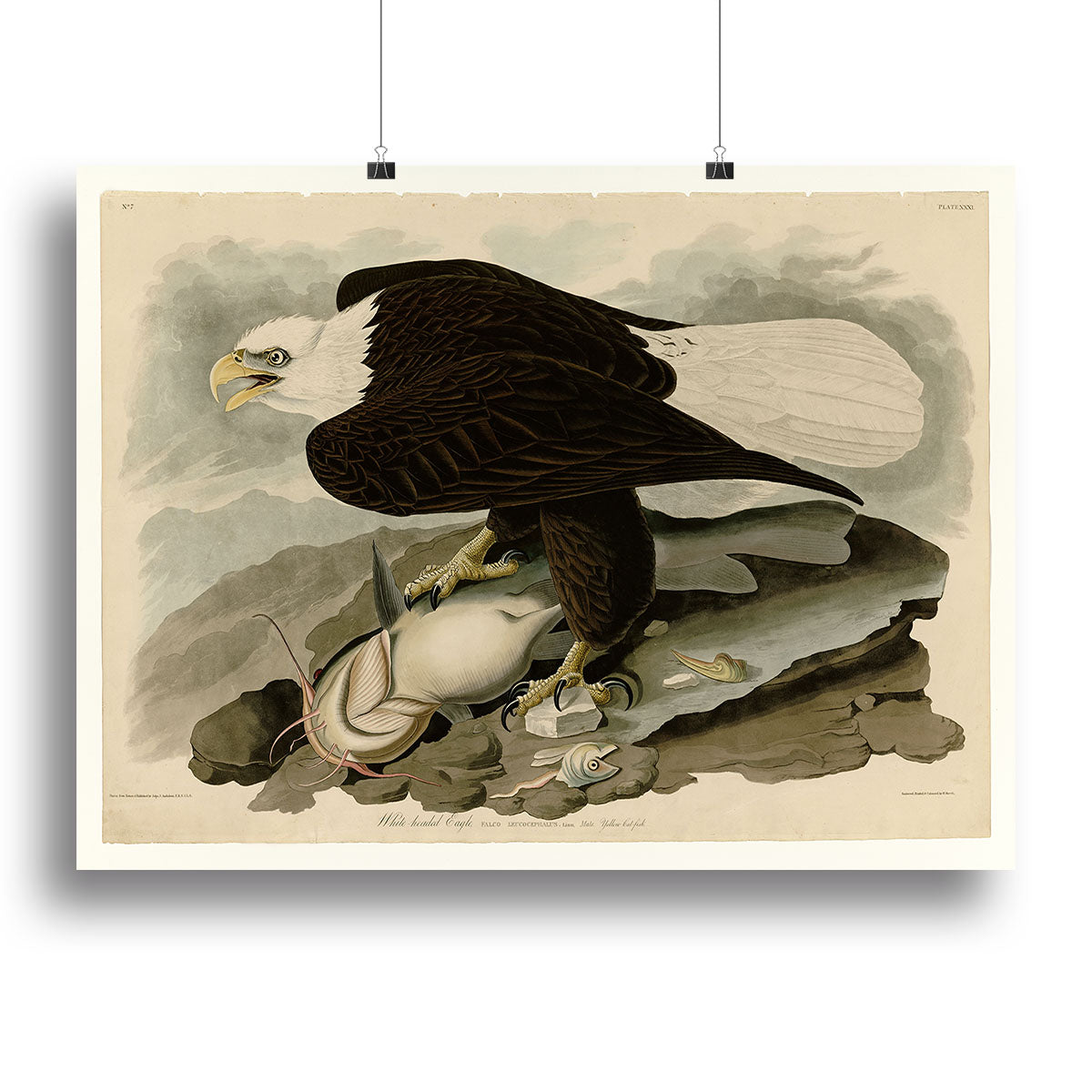 A beautiful canvas print of a White Headed Eagle by Audubon, showcasing its majestic features and vibrant colors.