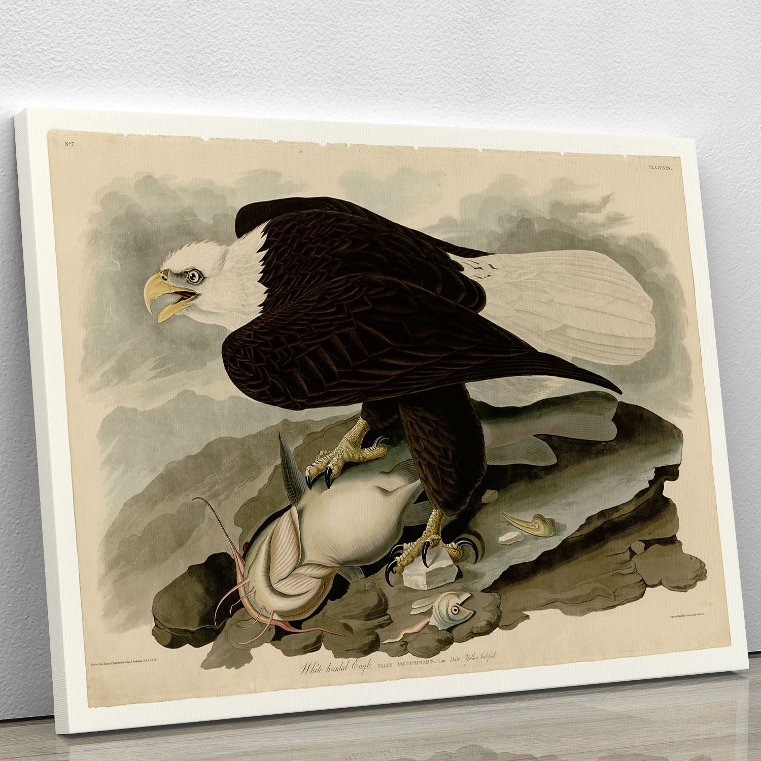 A beautiful canvas print of a White Headed Eagle by Audubon, showcasing its majestic features and vibrant colors.