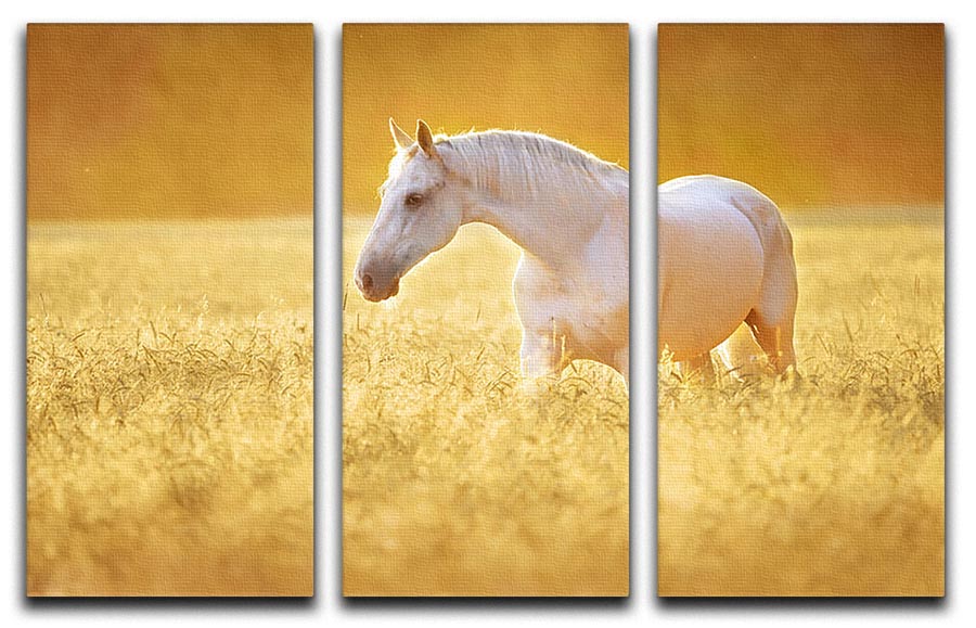 A beautiful 3-panel canvas print featuring a White Orlov trotter horse in a field of rye, showcasing elegance and nature.
