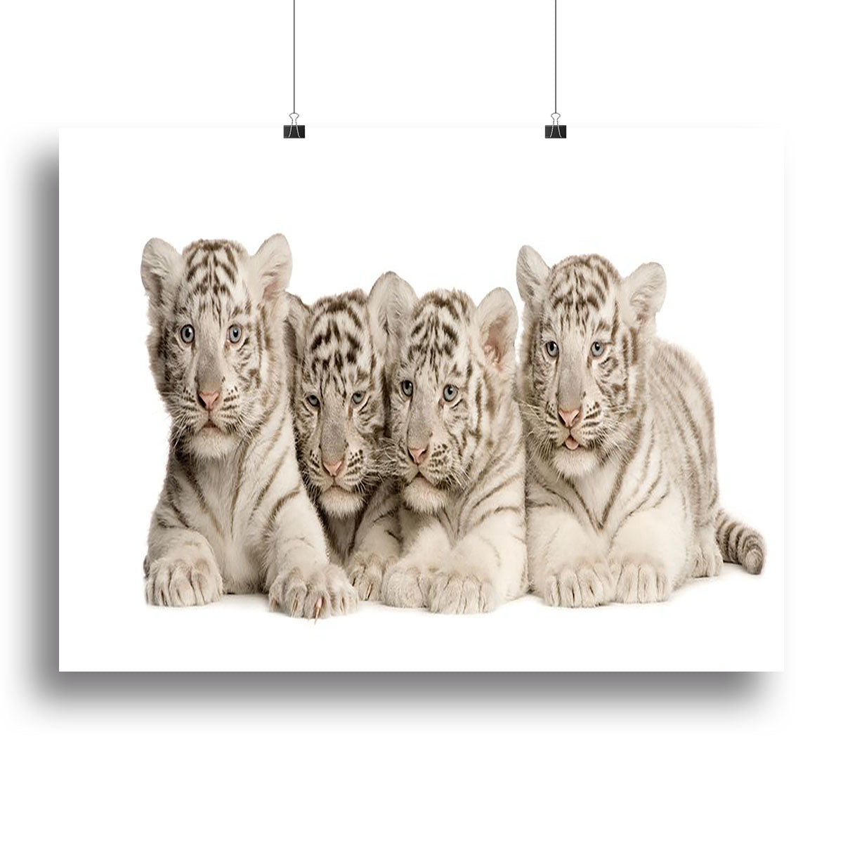 A beautiful canvas print featuring two-month-old White Tiger cubs, showcasing their playful nature and striking fur patterns.