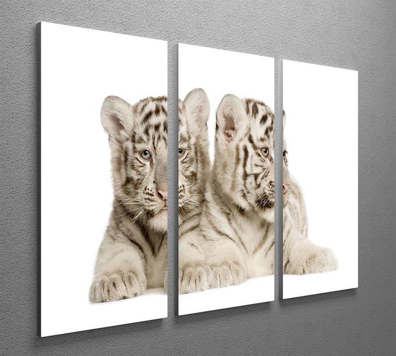 A beautiful 3-panel canvas print featuring adorable white tiger cubs, showcasing their playful nature and striking appearance.