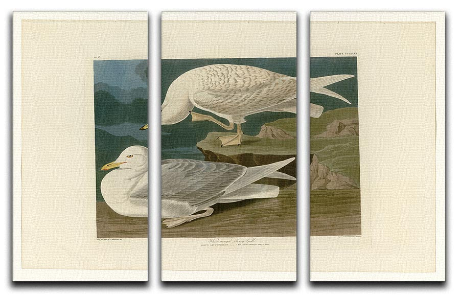 Three-panel canvas print featuring a White Winged Silvery Gull, showcasing intricate details and vibrant colors, perfect for home decor.
