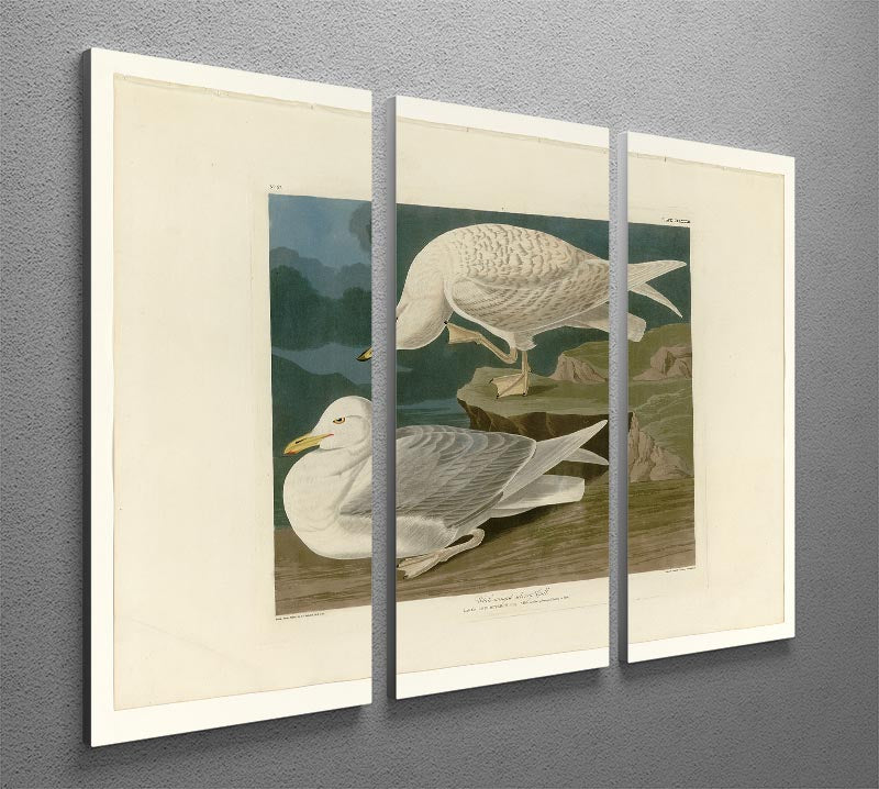 Three-panel canvas print featuring a White Winged Silvery Gull, showcasing intricate details and vibrant colors, perfect for home decor.