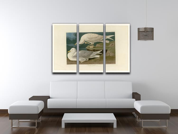 Three-panel canvas print featuring a White Winged Silvery Gull, showcasing intricate details and vibrant colors, perfect for home decor.