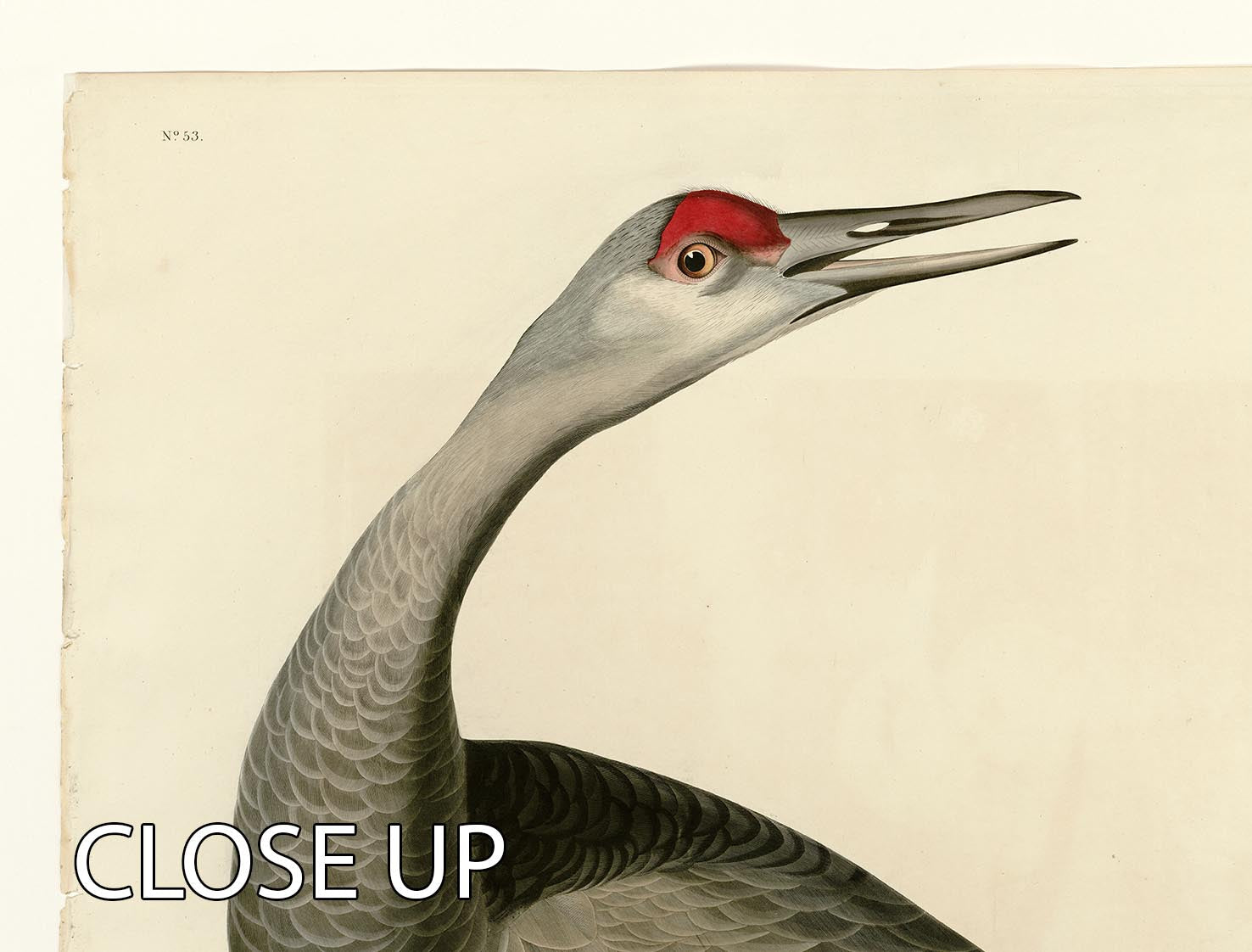 A beautiful 3-panel canvas print featuring a whooping crane in a serene natural setting, perfect for home decor.