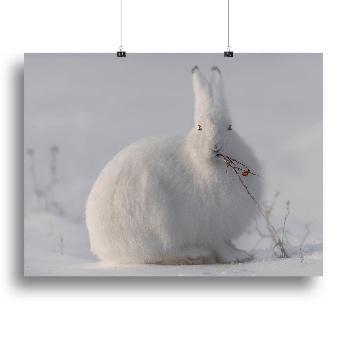 A beautiful canvas print of a Wild Arctic Hare, showcasing its delicate features and natural habitat, perfect for home decor.