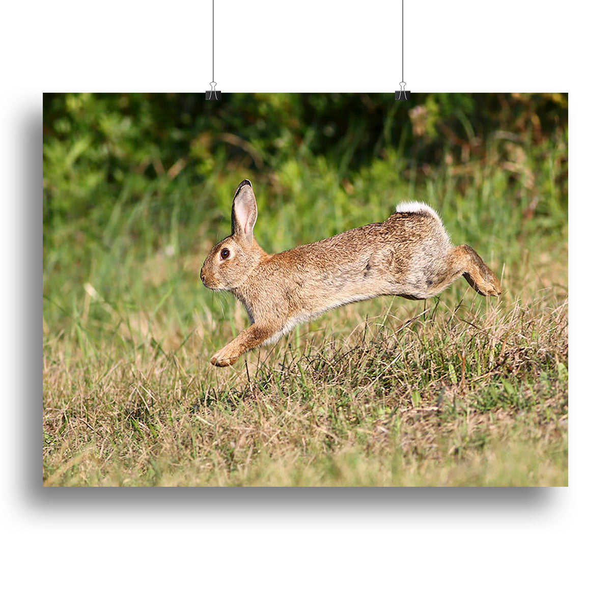 A vibrant canvas print featuring a cute wild rabbit jumping in a lush green meadow, showcasing nature's beauty.