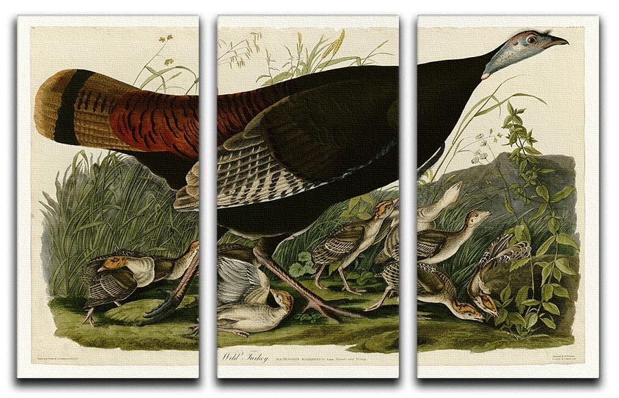 Wild Turkey 2 by Audubon 3-panel canvas print showcasing vibrant colors and intricate details, perfect for enhancing any living space.