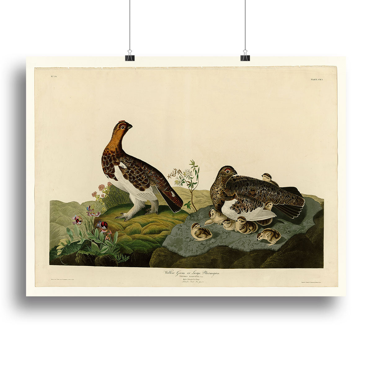 Willow Grouse canvas print showcasing a detailed depiction of the bird in its natural habitat, perfect for home decor.
