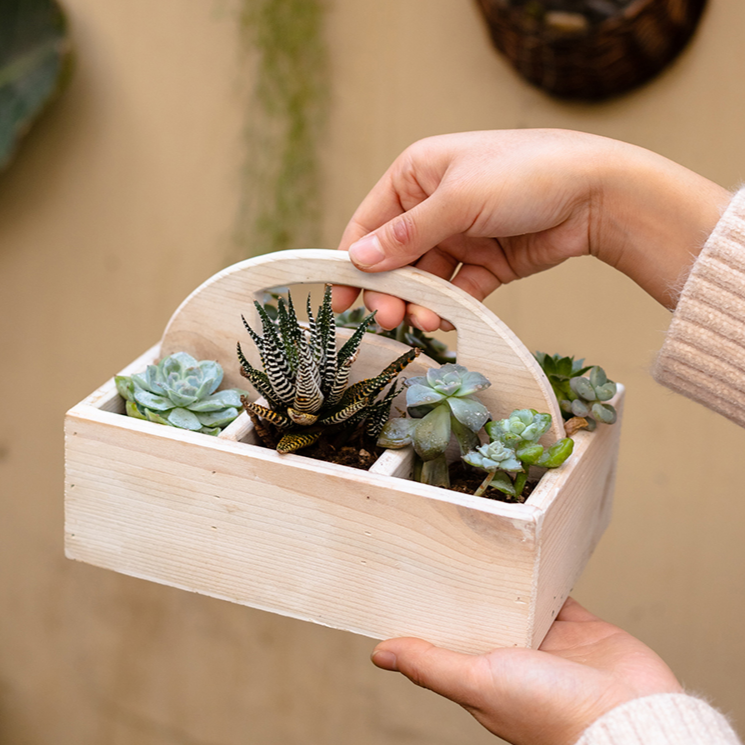 Wooden Desktop Organizer Succulent Planter with natural finish, featuring compartments for office supplies and space for succulent plants.