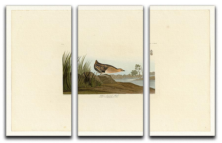 A beautiful 3-panel canvas print featuring the Yellow Breasted Rail, showcasing vibrant colors and intricate details, perfect for home decor.