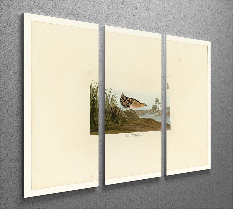 A beautiful 3-panel canvas print featuring the Yellow Breasted Rail, showcasing vibrant colors and intricate details, perfect for home decor.