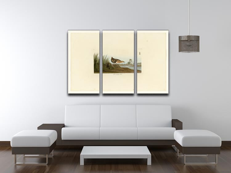 A beautiful 3-panel canvas print featuring the Yellow Breasted Rail, showcasing vibrant colors and intricate details, perfect for home decor.