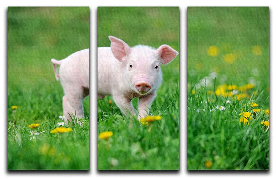 A vibrant 3-panel canvas print featuring a young funny pig, perfect for home decor.