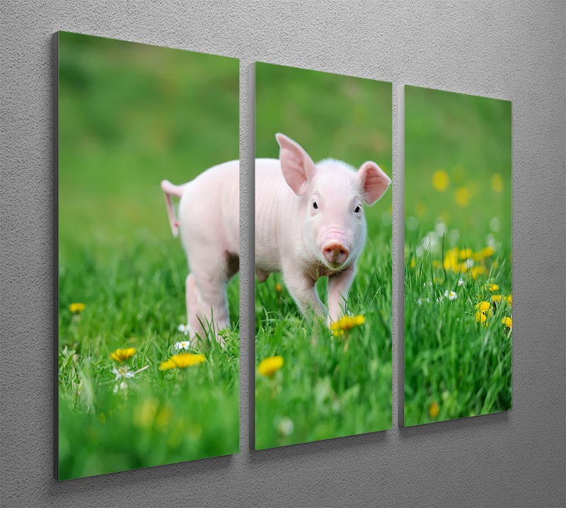 A vibrant 3-panel canvas print featuring a young funny pig, perfect for home decor.