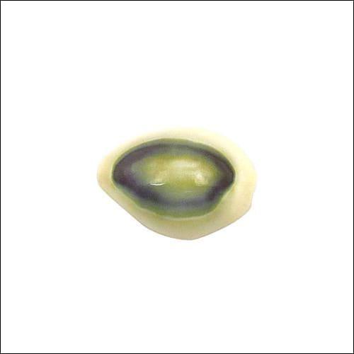 Hot Sale Chestnut Cowrie gemstone, showcasing its unique design and elegant finish, perfect for trendy jewelry.