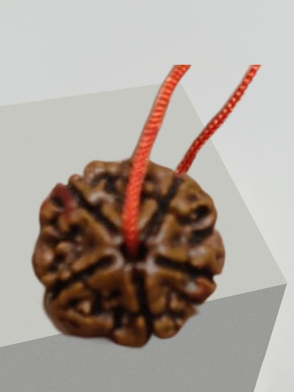 A beautiful 5 Face Natural Rudraksha bead, showcasing its oval shape and rich texture, symbolizing spiritual energy and authenticity.