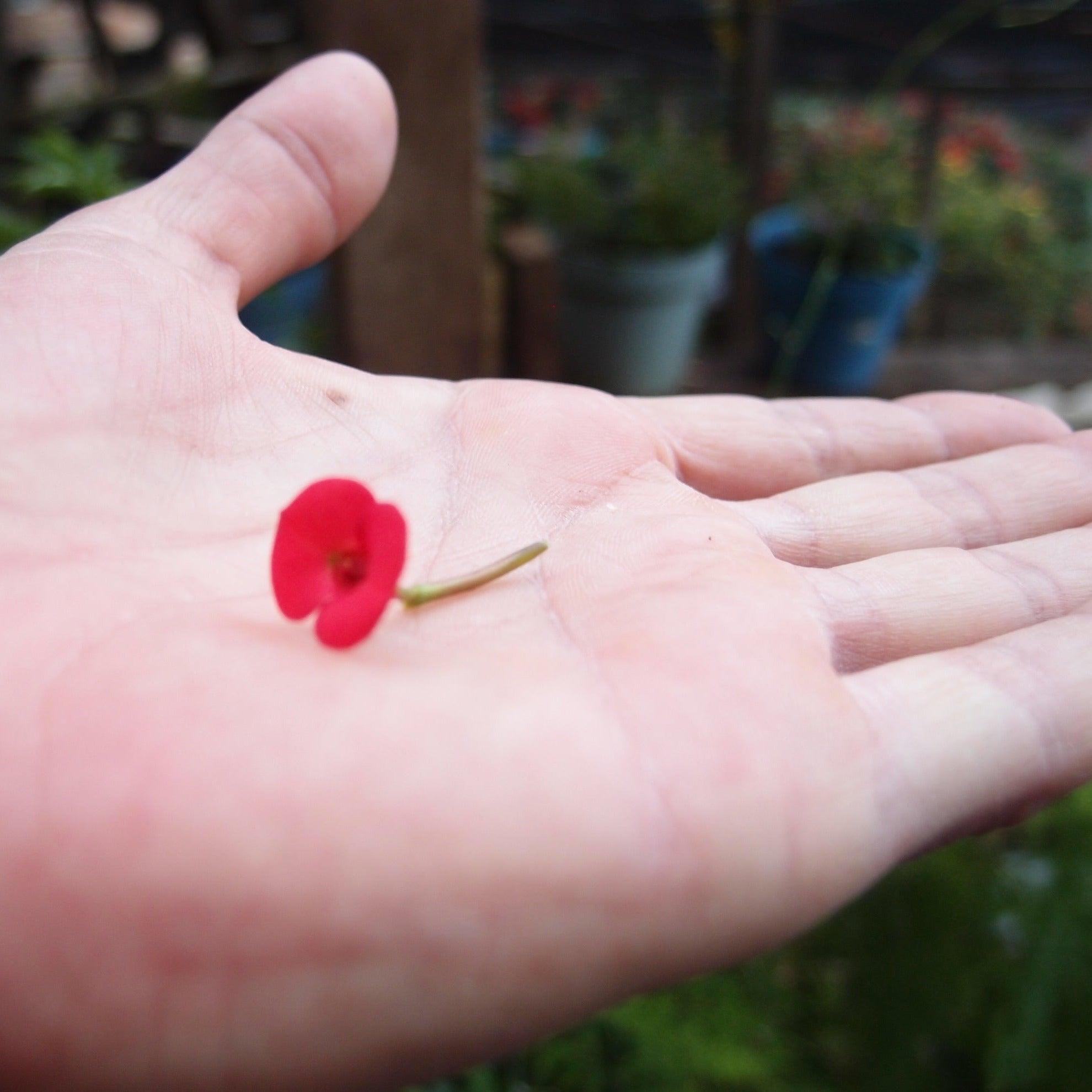 Elegant Flower Necklace by Shrieking Violet® featuring a vertical bar pendant filled with real dried flowers, on a sterling silver chain.