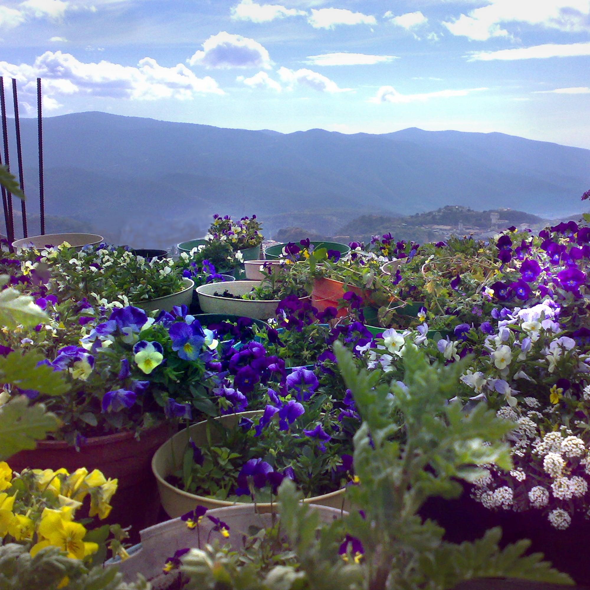 Elegant mixed flower drop earrings 'Leela' featuring real flowers in a vertical bar design, handmade with sterling silver.