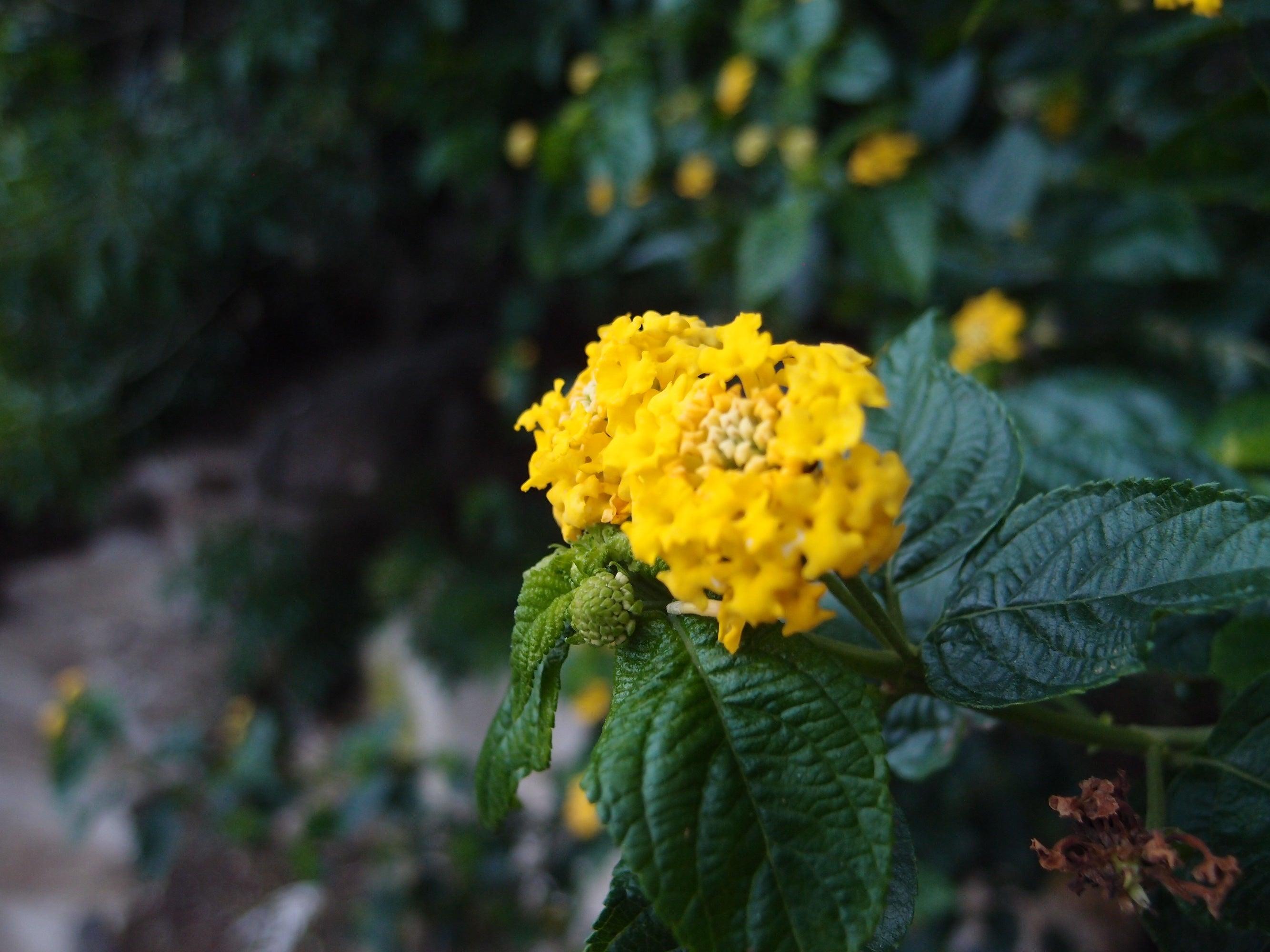 Shrieking Violet® Sterling Silver Teardrop Earrings showcasing real miniature flowers in a teardrop frame, elegantly presented in a gift box.
