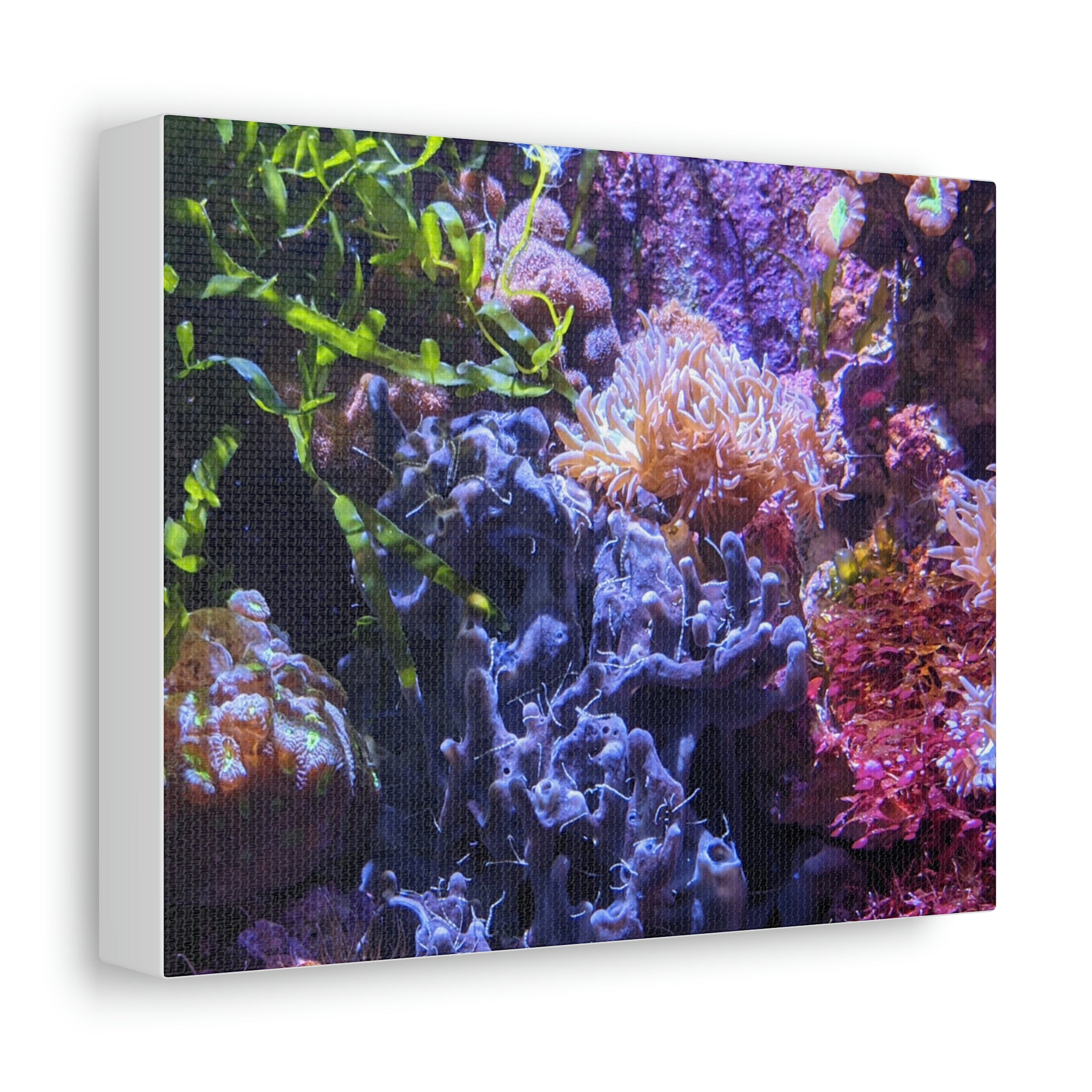A vibrant Aquarium Coral Stretched Canvas artwork featuring colorful coral designs on a premium canvas stretched over a wooden frame.