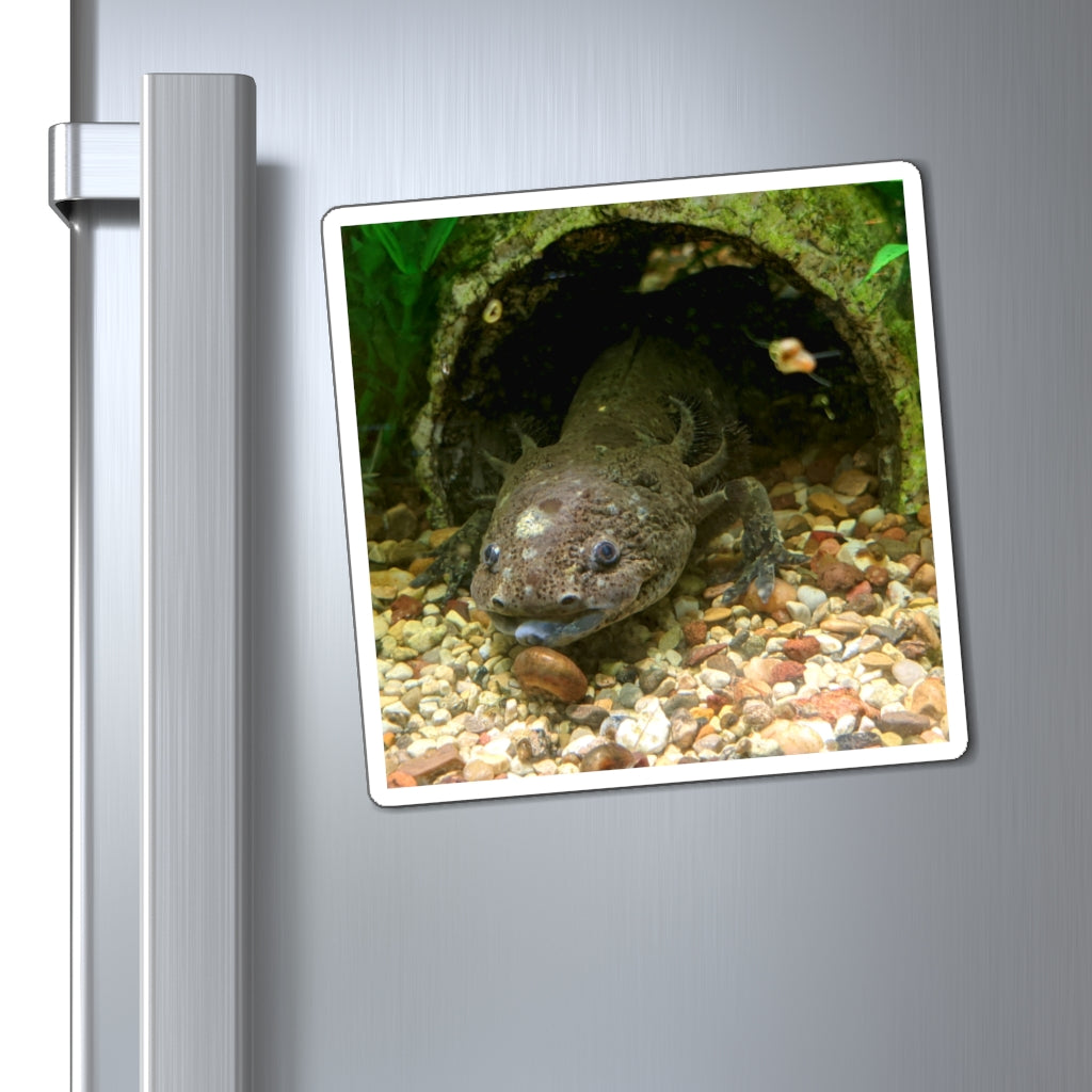 Colorful Axolotl magnets with a strong hold, perfect for metallic surfaces.