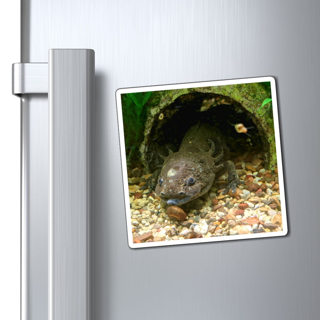 Colorful Axolotl magnets with a strong hold, perfect for metallic surfaces.
