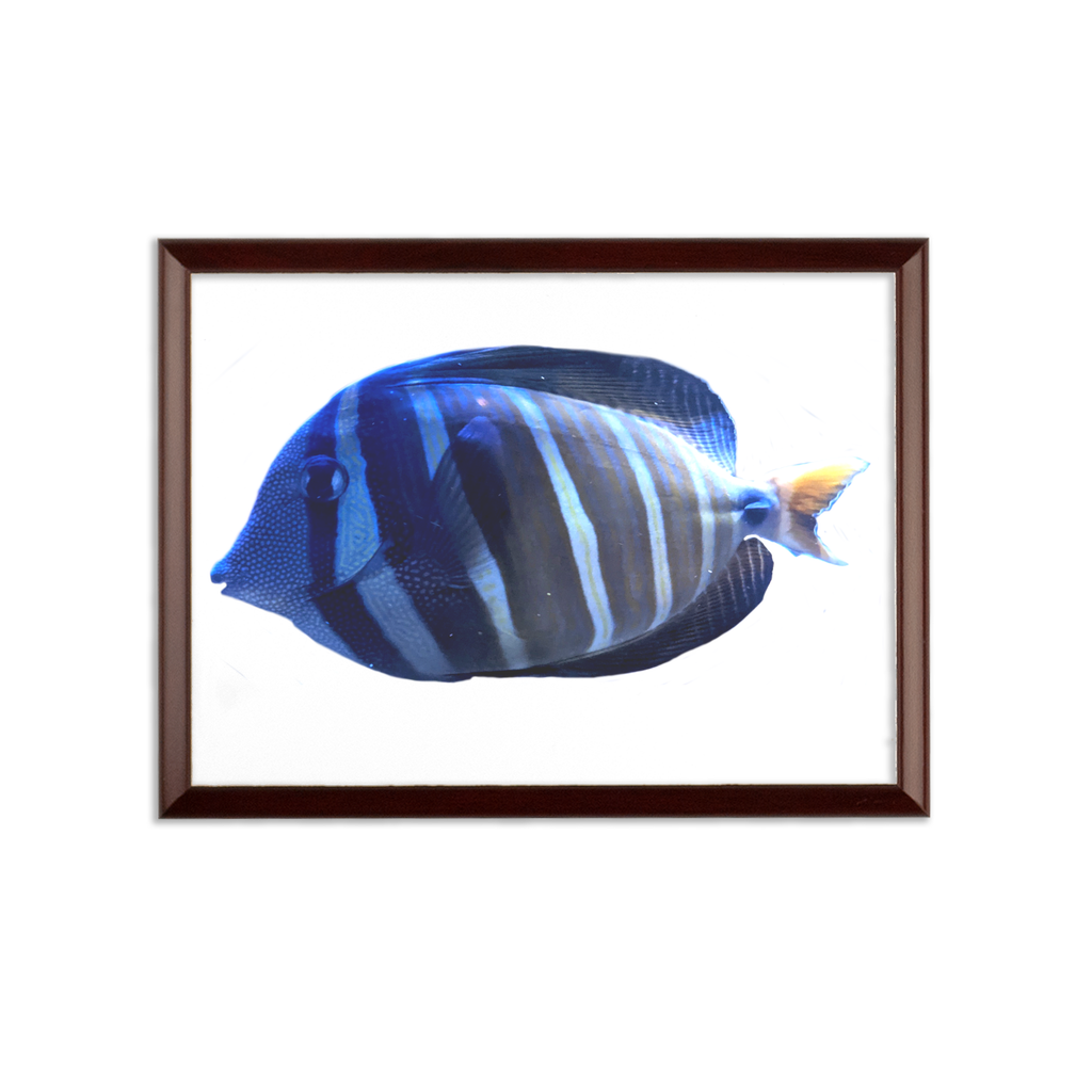 Blue Striped Fish Sublimation Wall Plaque with brown wooden frame and white printable surface.