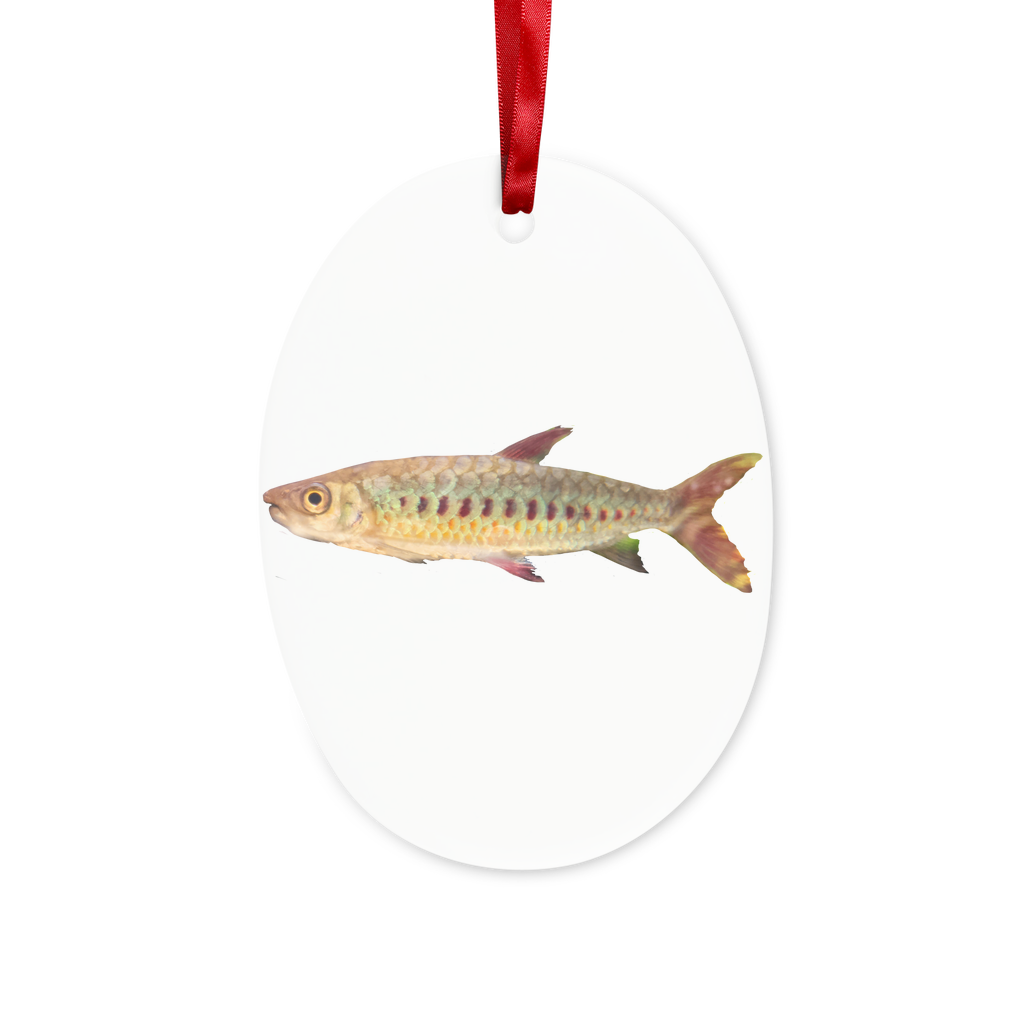 Colorful Fish Ceramic Hanging Ornament with red ribbon and gold string, beautifully crafted for decoration or gifting.