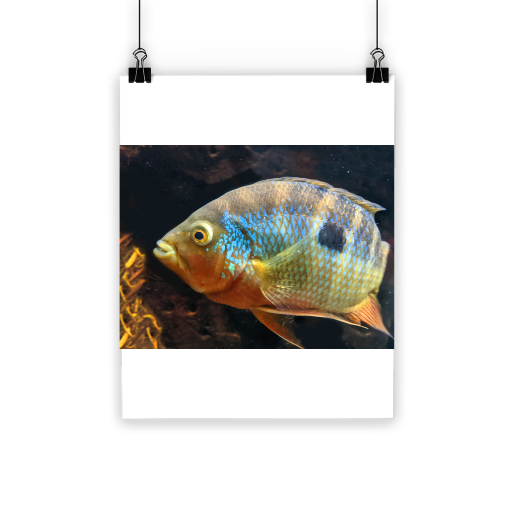 Colorful Fish Classic Poster featuring vibrant aquatic designs on semi-gloss paper, ideal for indoor and outdoor use.
