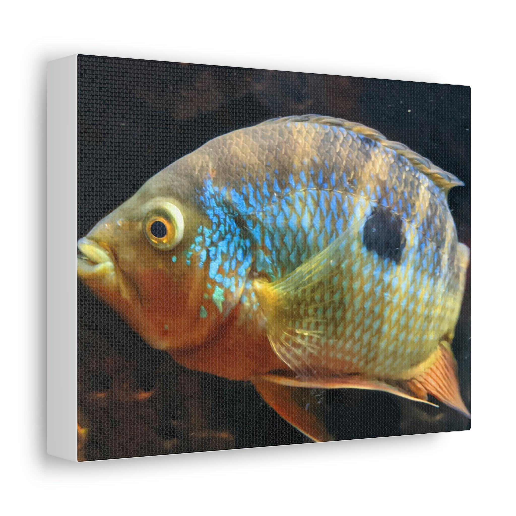 Colorful Fish Stretched Canvas artwork featuring vibrant marine life on a premium canvas, stretched over a wooden frame.