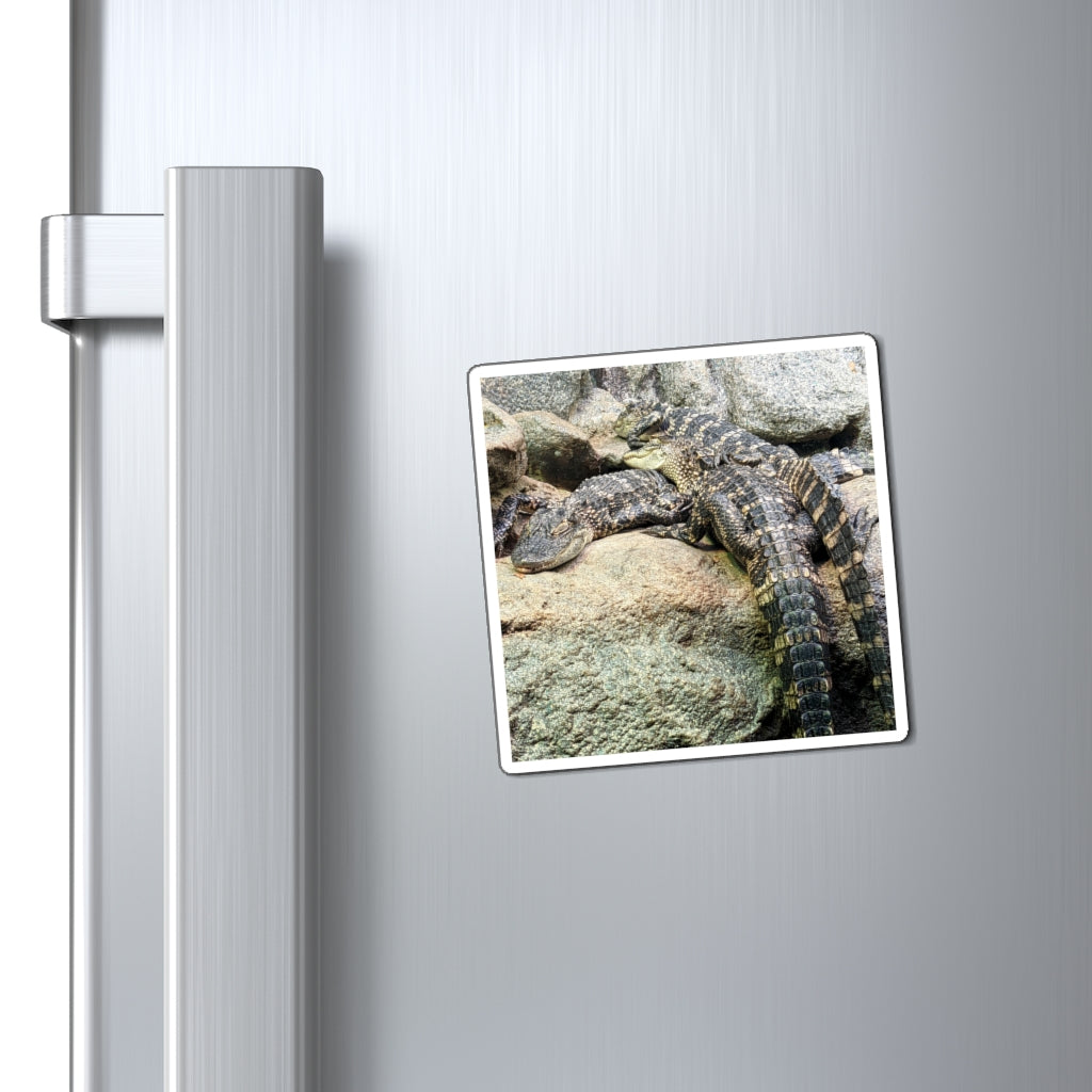 A set of Crocodiles Magnets showcasing various sizes and a bold black backing, ideal for displaying messages on metallic surfaces.