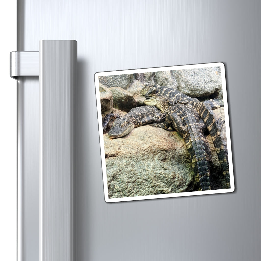 A set of Crocodiles Magnets showcasing various sizes and a bold black backing, ideal for displaying messages on metallic surfaces.