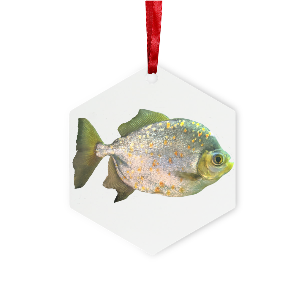 FishwithSpecs Metal Hanging Ornament in hexagon and star shapes, featuring a gloss white finish and red ribbon for hanging.