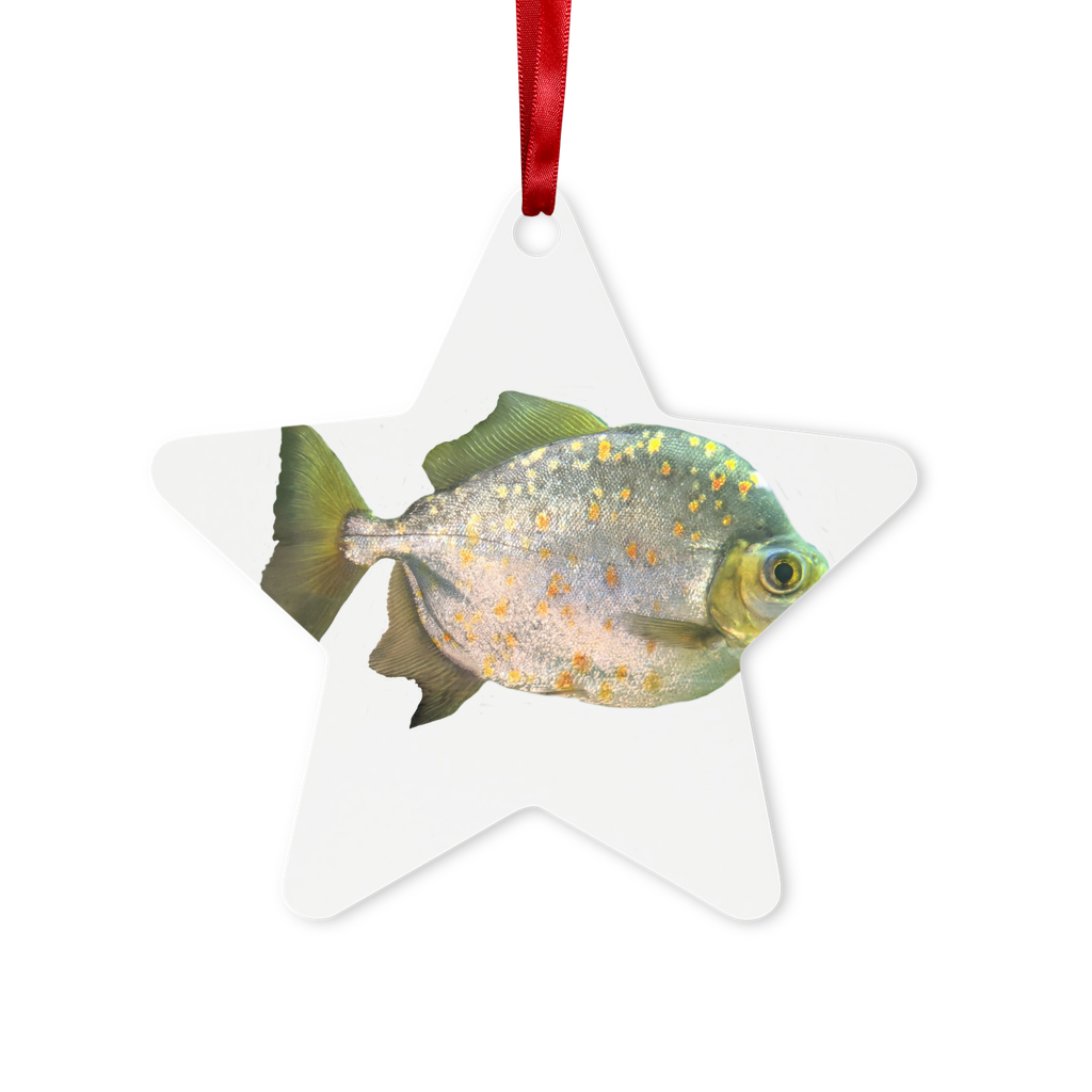 FishwithSpecs Metal Hanging Ornament in hexagon and star shapes, featuring a gloss white finish and red ribbon for hanging.