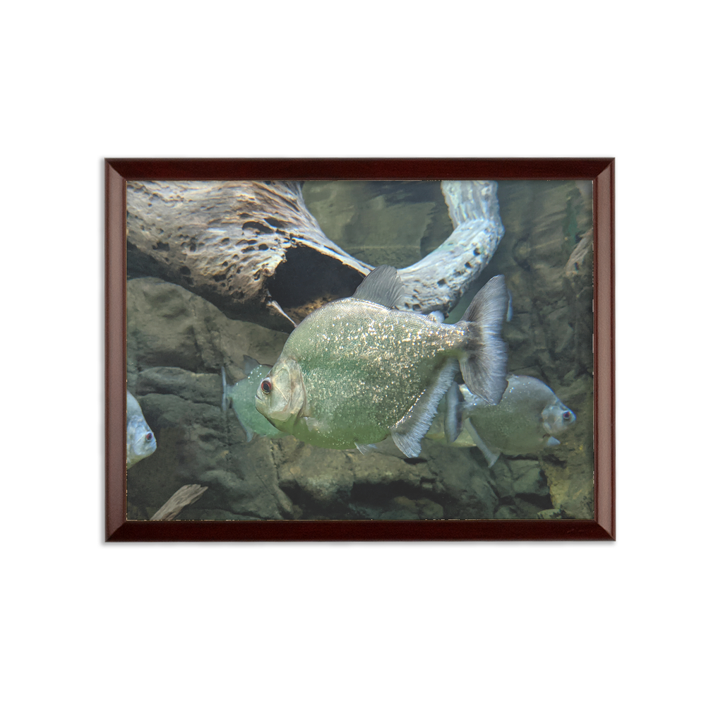 Glitter Green Fish Sublimation Wall Plaque with brown wooden frame and white printable surface, showcasing vibrant colors.