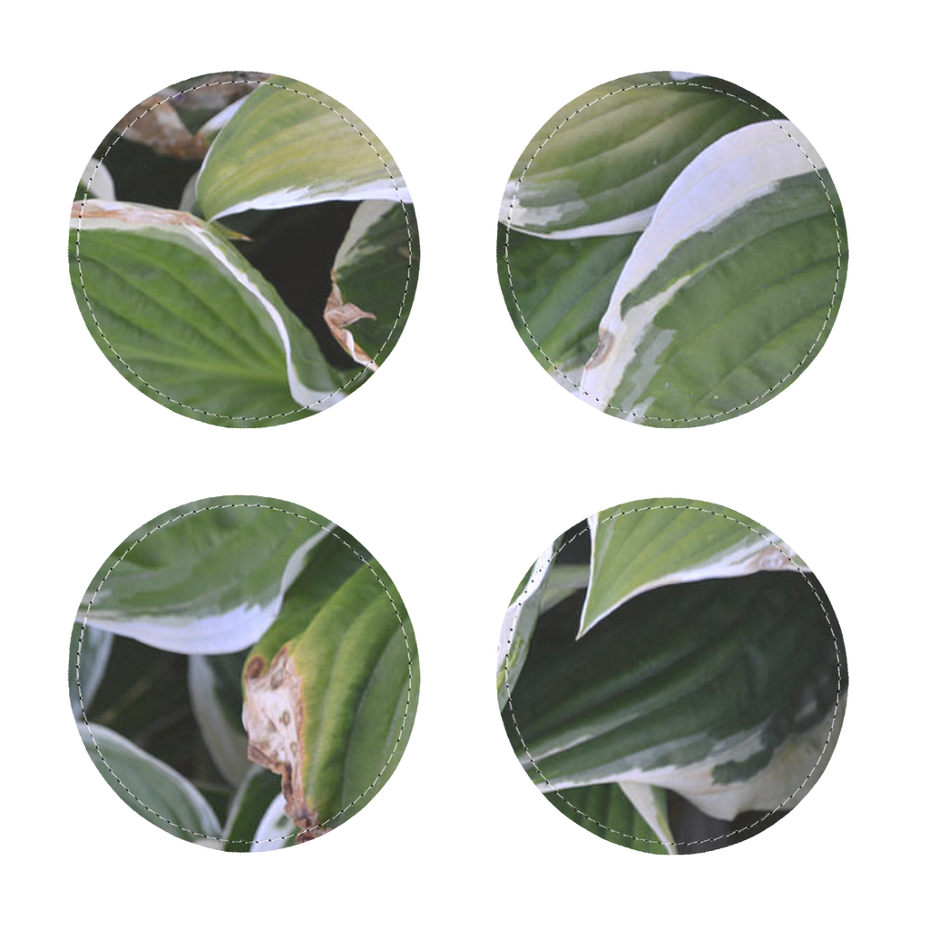 Pack of four Green Leaves Sublimation Coasters made of PU leather, featuring a white printable face and elegant white stitching.