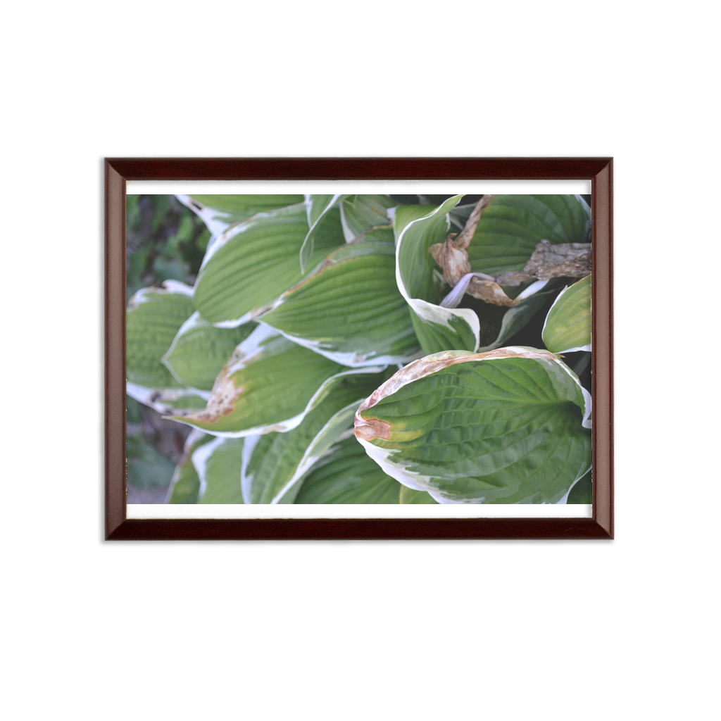 Green Leaves Sublimation Wall Plaque with brown wooden frame and white printable surface, ideal for custom certificates.